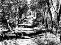 Cammino L.S. 2020